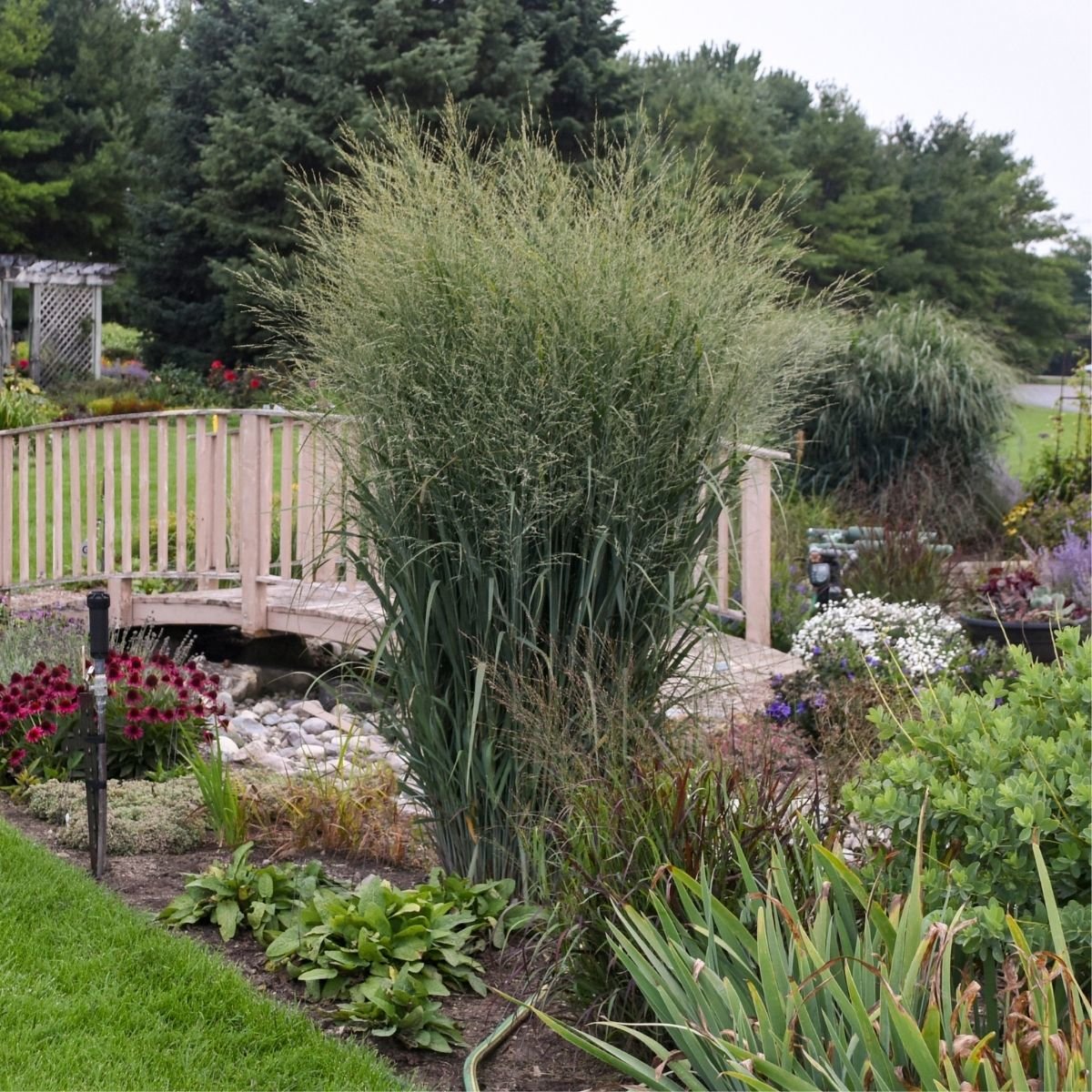Panicum Virgatum Prairie Winds Totem Pole Switch Grass SiteOne